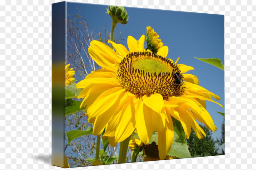 Bee Gallery Wrap Troutman Honey Canvas PNG