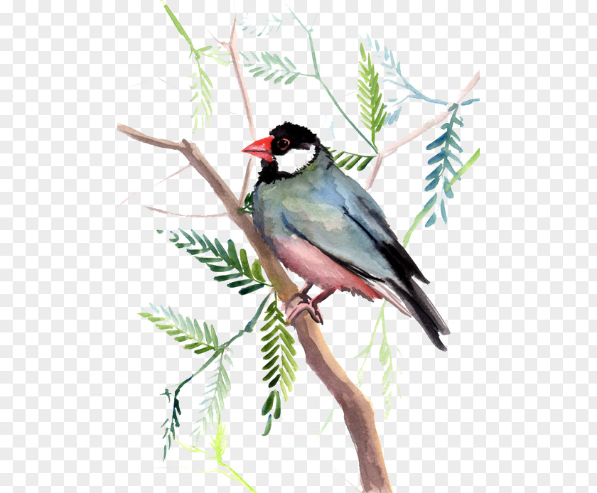 Blue Bird Finch Cyan Sky PNG