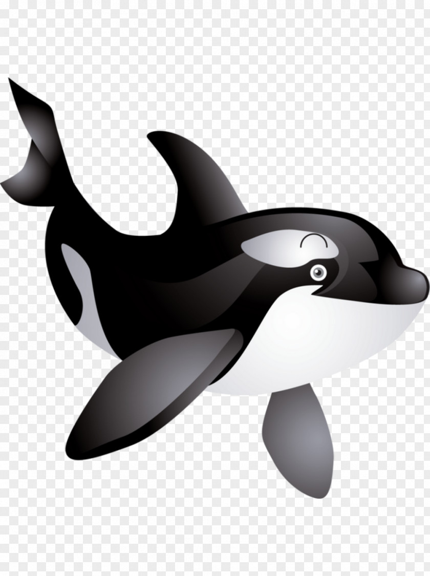 Creature Killer Whale Baby Clip Art PNG