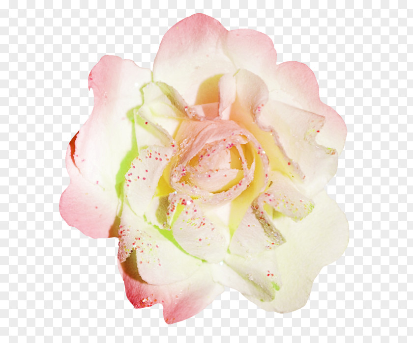 Flower Garden Roses Stamen Image PNG