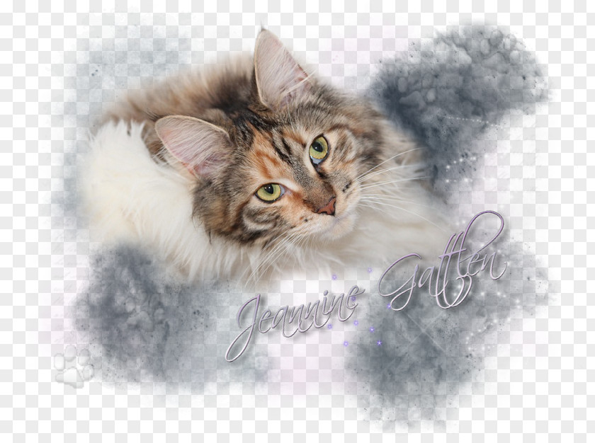 Kitten Whiskers Norwegian Forest Cat Maine Coon Siberian PNG