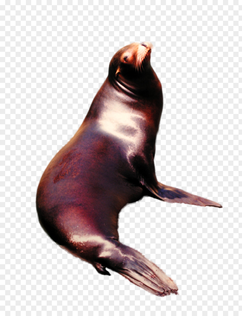 Photo Sea Lion Walrus Marine Mammal Pinniped PNG
