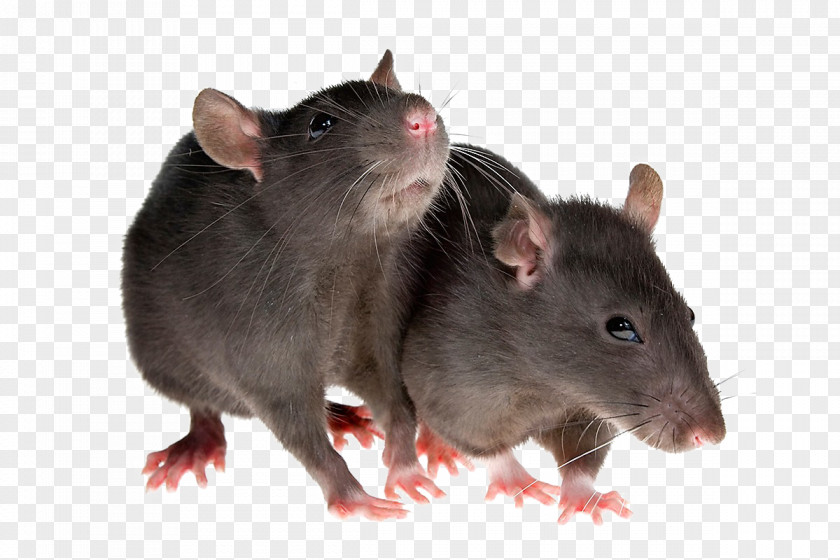 Rat Rodent Mouse Brown Black Pest Control PNG