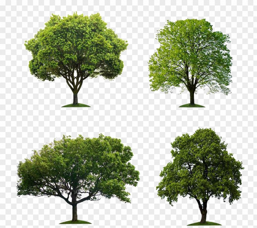 A Group Of Trees PNG group of trees clipart PNG