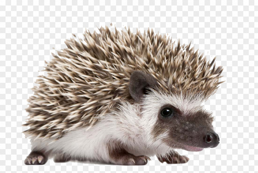 Cute Hedgehog Four-toed Domesticated Pet Wallpaper PNG