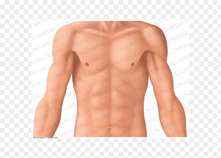 Heart Anatomie Clinique: Thorax, Abdomen Coronal Plane Human Anatomy PNG