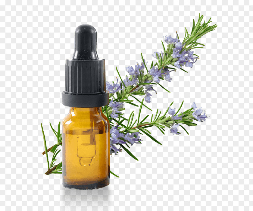 Oil Essential Rosemary Vegetable Herb PNG