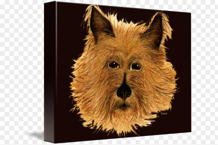 Australia Norwich Terrier Australian Cairn Irish Dog Breed PNG