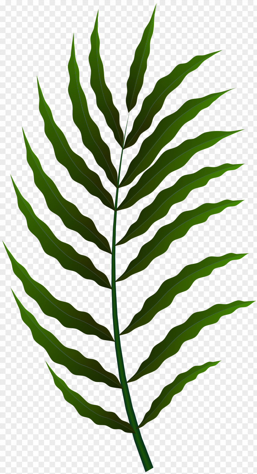 Leaf Clipart Clip Art Image PNG