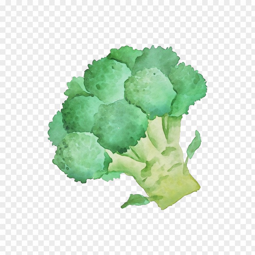 Lettuce Plant Cauliflower PNG