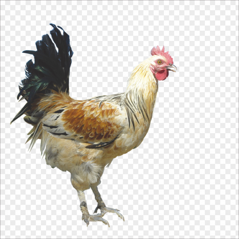 Chicken Rooster Domestic Pig Duck Goose PNG