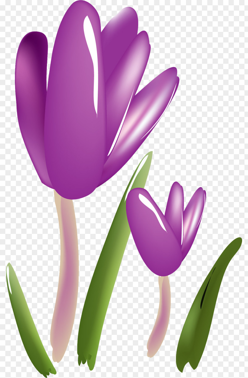 Crocus Flower Plant Saffron Tulip PNG