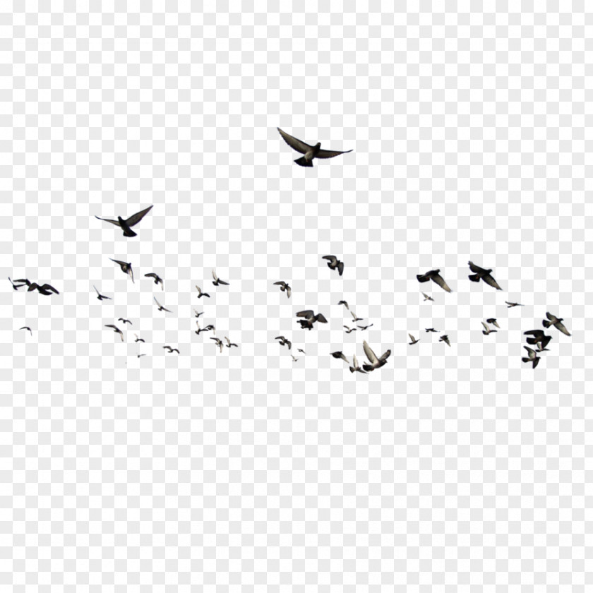 Flying Bird Flock Photography PNG