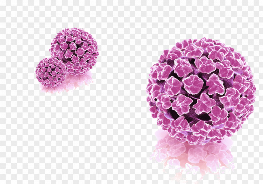 Genital Human Papillomavirus Infection Disease PNG human papillomavirus infection Disease, others clipart PNG