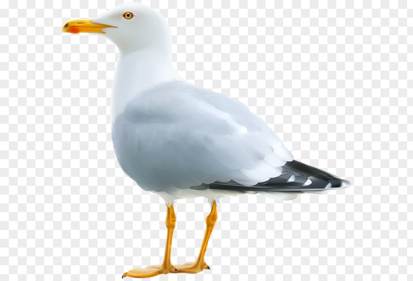 Gull Gulls Bird European Herring Clip Art PNG