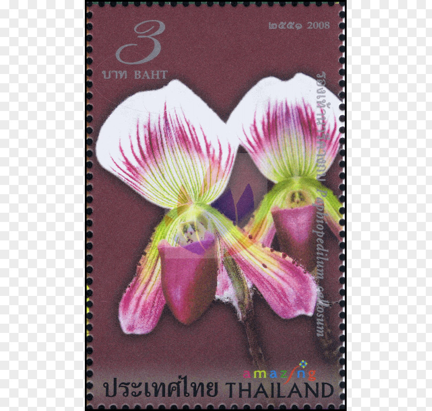 Violet Family Amazing Thailand Violaceae PNG
