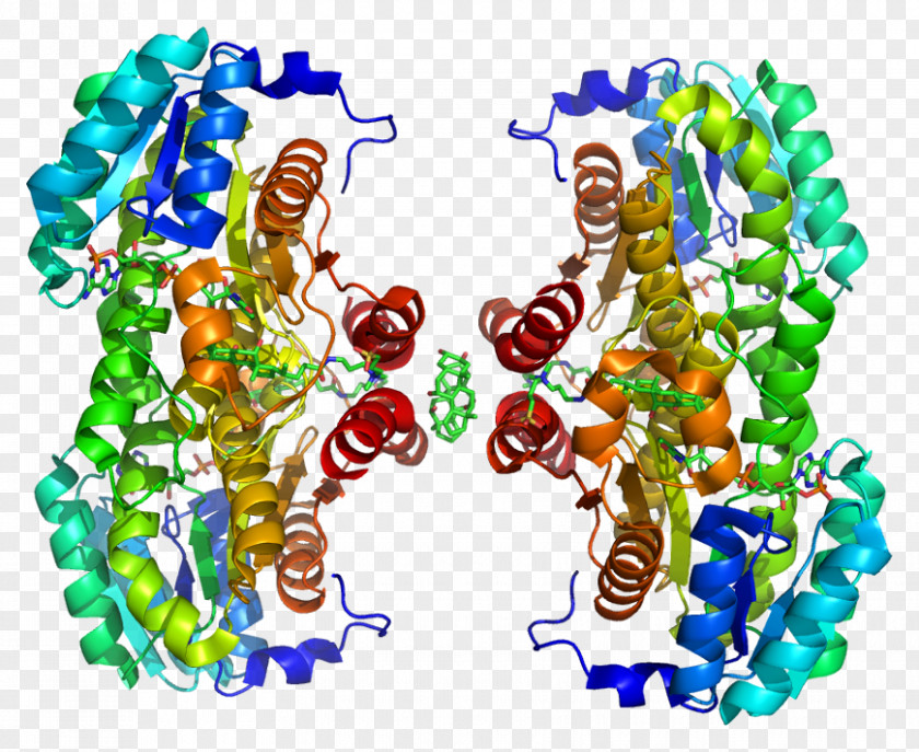 Xu 11β-Hydroxysteroid Dehydrogenase Type 1 3β-Hydroxysteroid Enzyme Corticosteroid 11-beta-dehydrogenase Isozyme 2 PNG