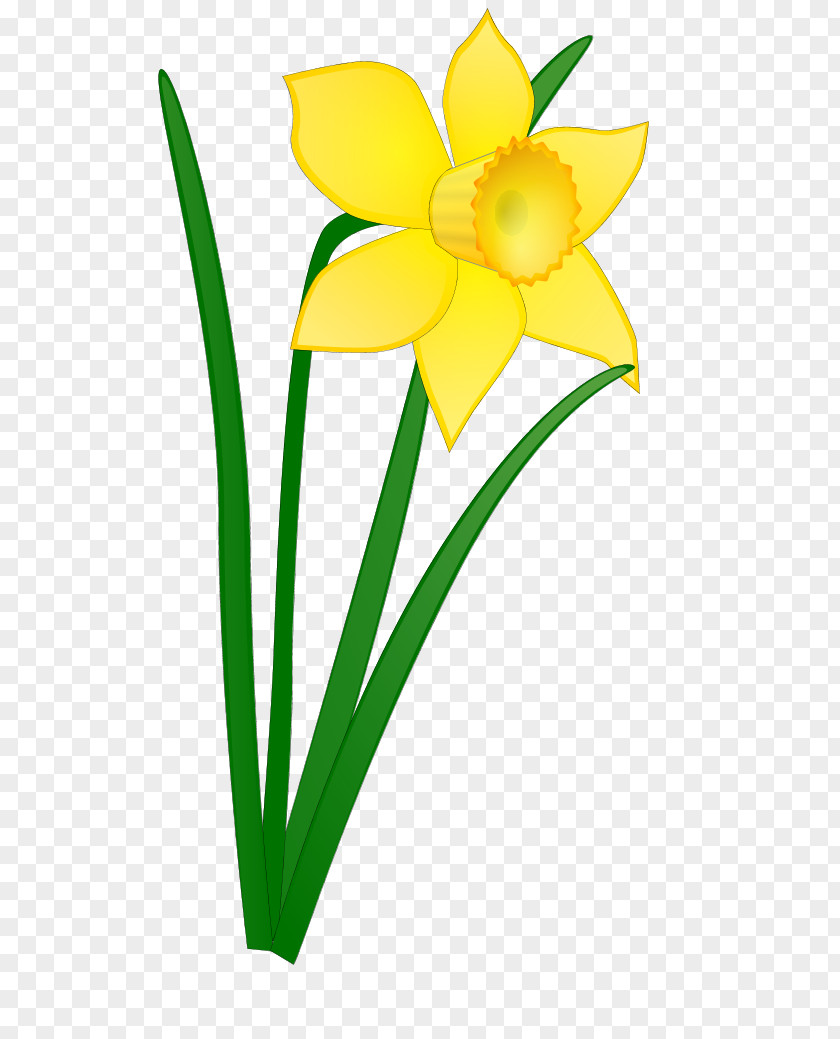 Daffodil Flower Clip Art PNG