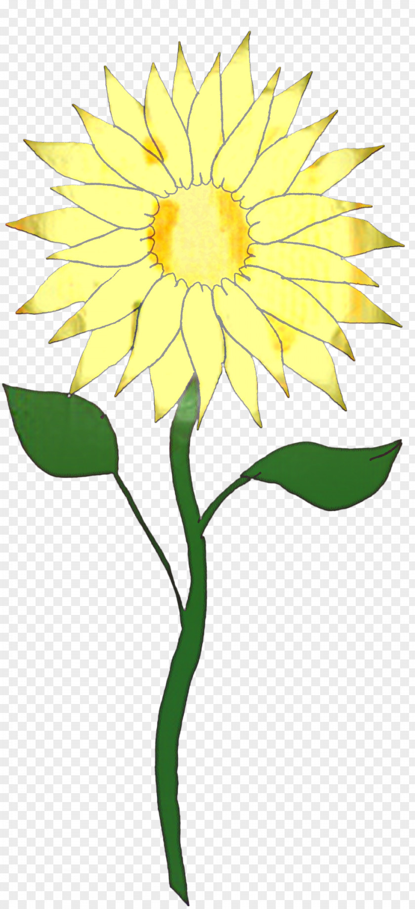 Daisy Family Petal Drawing Of PNG