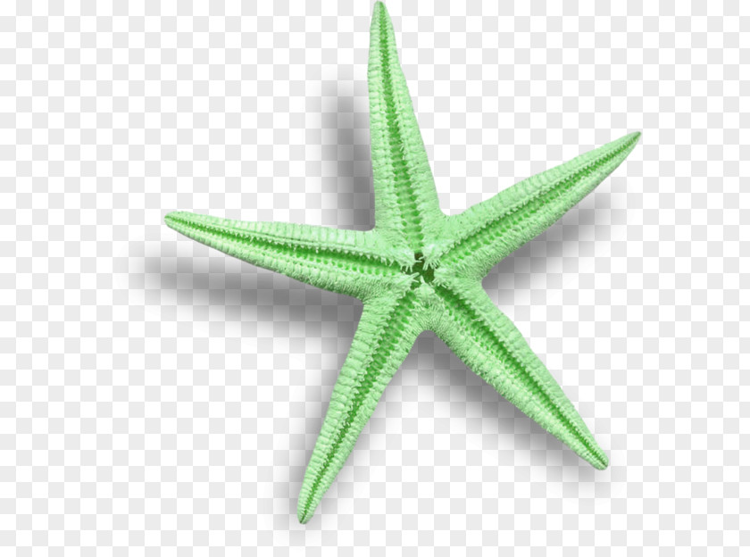 Green Starfish Sea Marthasterias Glacialis PNG