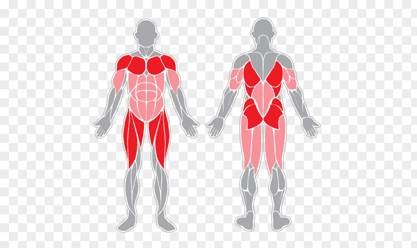 Muscle Anatomy Sartorius Muscular System Human Body Skeletal PNG