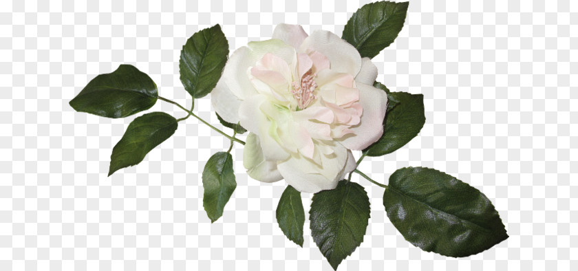 Rose Vintage Roses: Beautiful Varieties For Home And Garden Flower Clip Art PNG