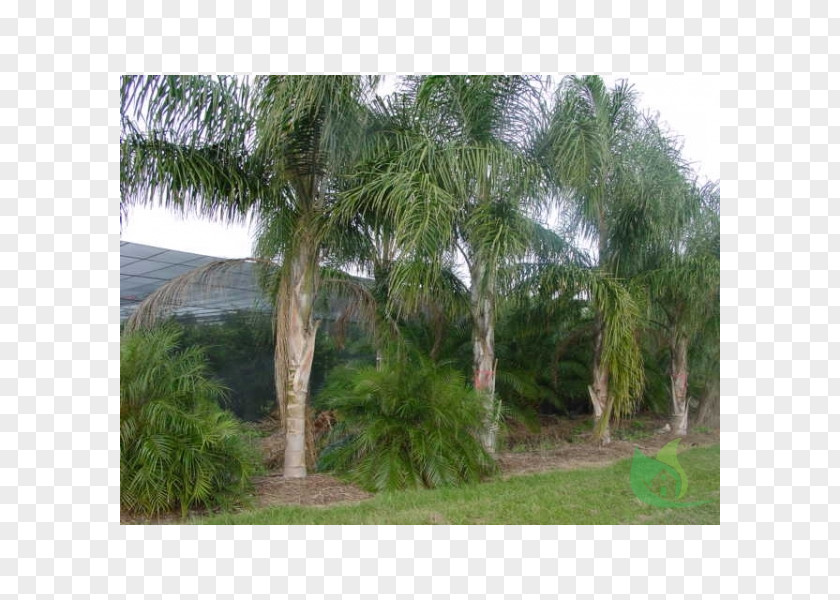 Tree Asian Palmyra Palm Queen Syagrus Coronata Arecaceae PNG