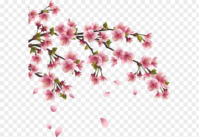 Cherry Blossom Vector Graphics Japan PNG
