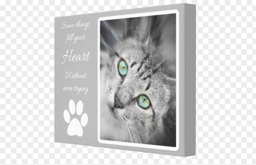 Heart Bit Korat Canvas Whiskers Wallpaper Image PNG