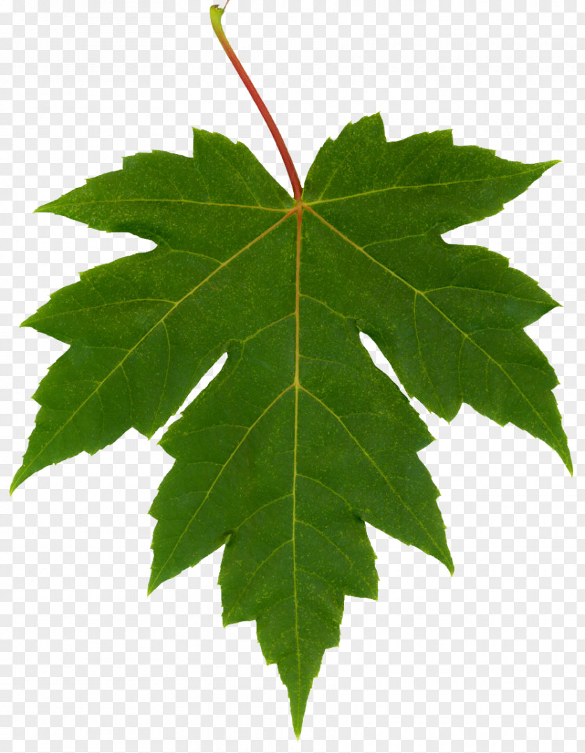 Leaf Maple Japanese Red Silver Clip Art PNG