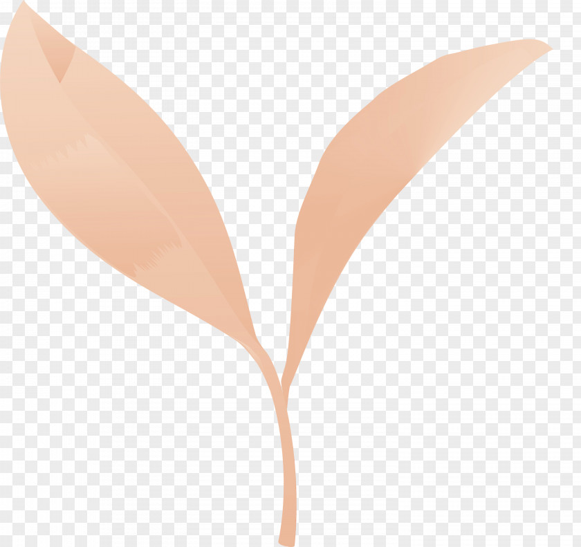 Leaf Plant Flower Peach Anthurium PNG