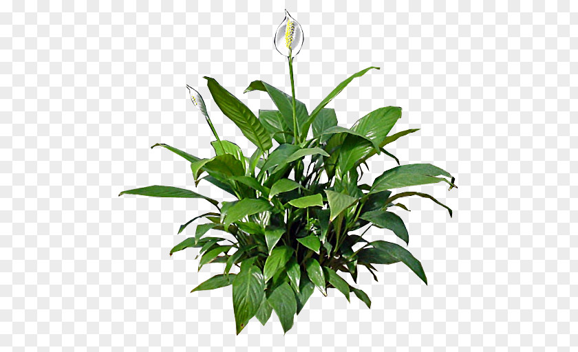 Lily Peace Houseplant Flower Lilium Candidum PNG