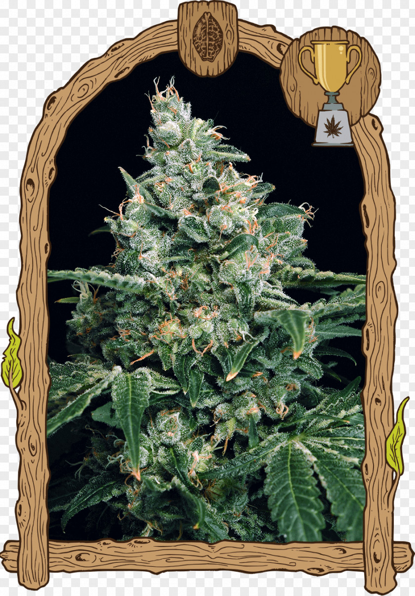 Skunk Autoflowering Cannabis Haze Seed Bank Sativa PNG