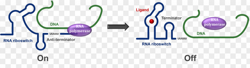 Terminator RNA Antitermination DNA Transcriptional Regulation PNG