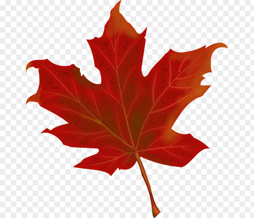 Autumn Tourism 150th Anniversary Of Canada Maple Leaf Clip Art PNG
