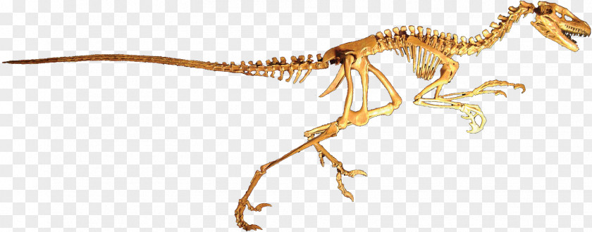 Clean Dromaeosaurus Dinosaur Velociraptor Deinonychus Tyrannosaurus PNG
