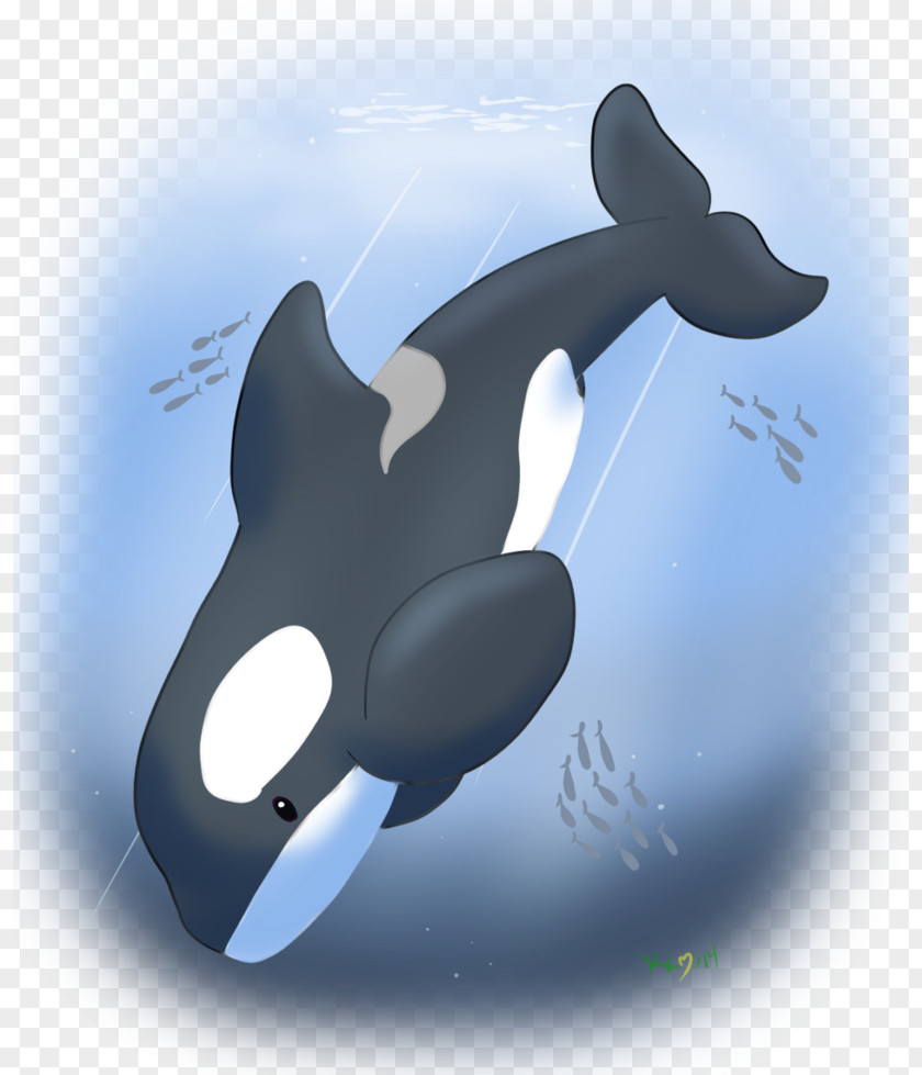 Dolphin Killer Whale Marine Biology Technology PNG