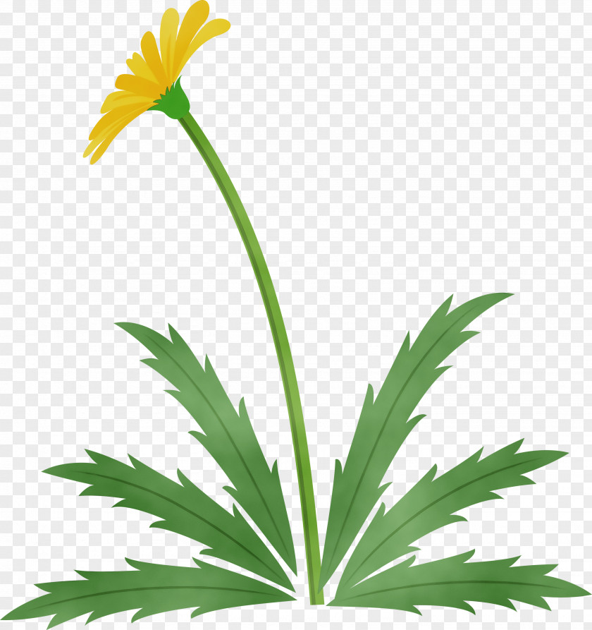 Flower Plant Leaf Yellow Grass PNG