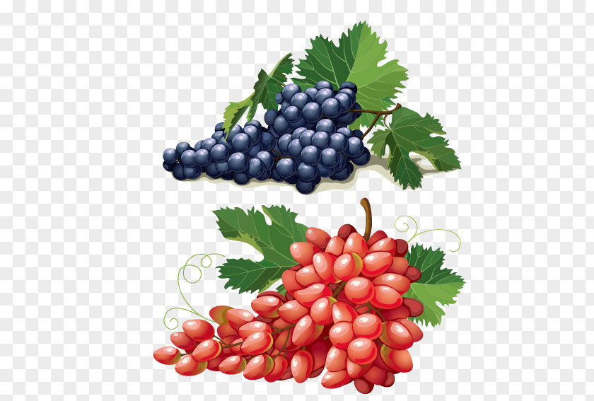 Red Grapes Purple Grape Euclidean Vector Adobe Illustrator Illustration PNG