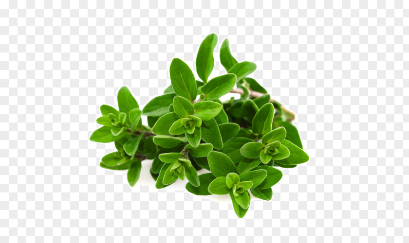 Tea Oregano Marjoram Herb Essential Oil PNG