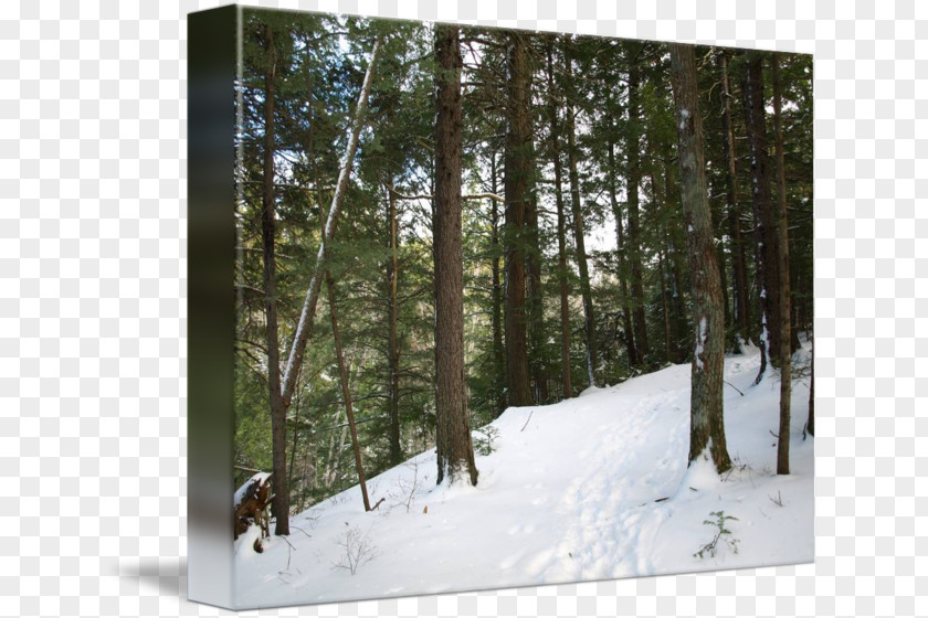 Winter Forest Temperate Coniferous Road Tree PNG