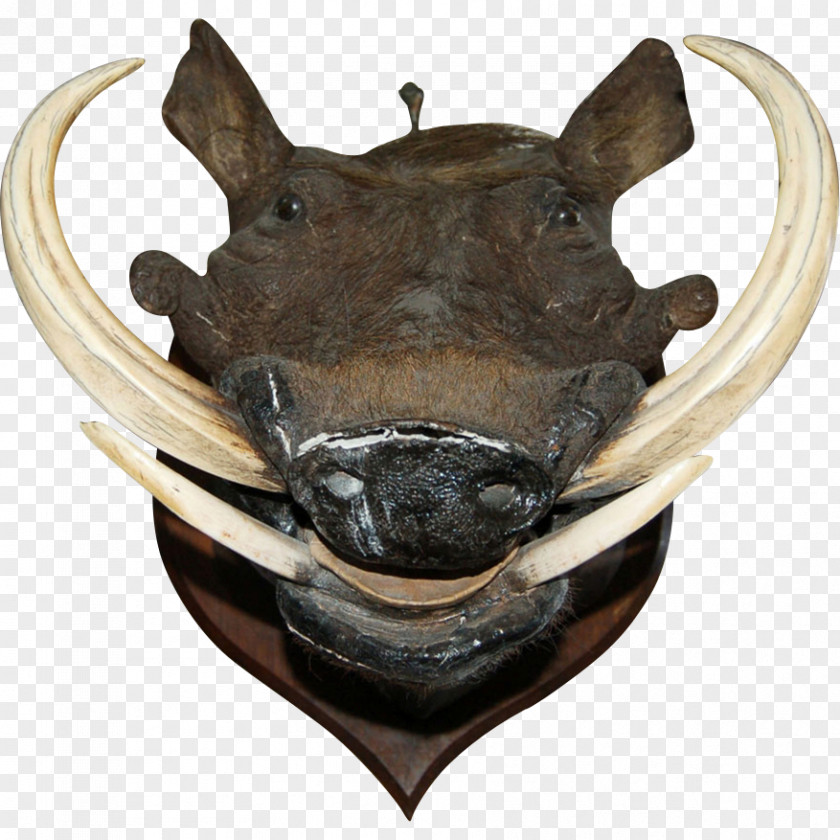Boar Wild Common Warthog Boar's Tusk Helmet Skull PNG