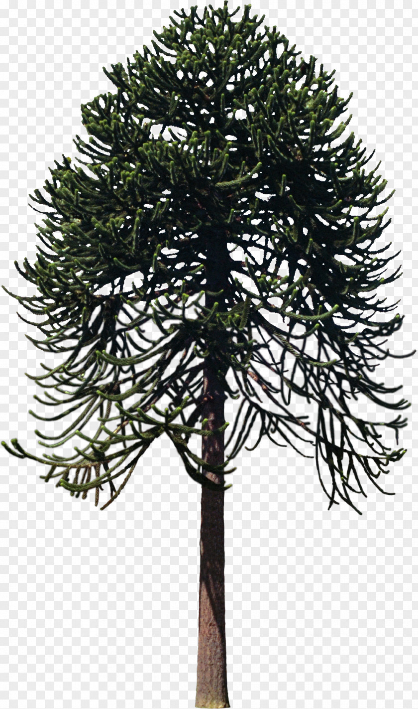 Bushes Tree Woody Plant Twig Larch PNG
