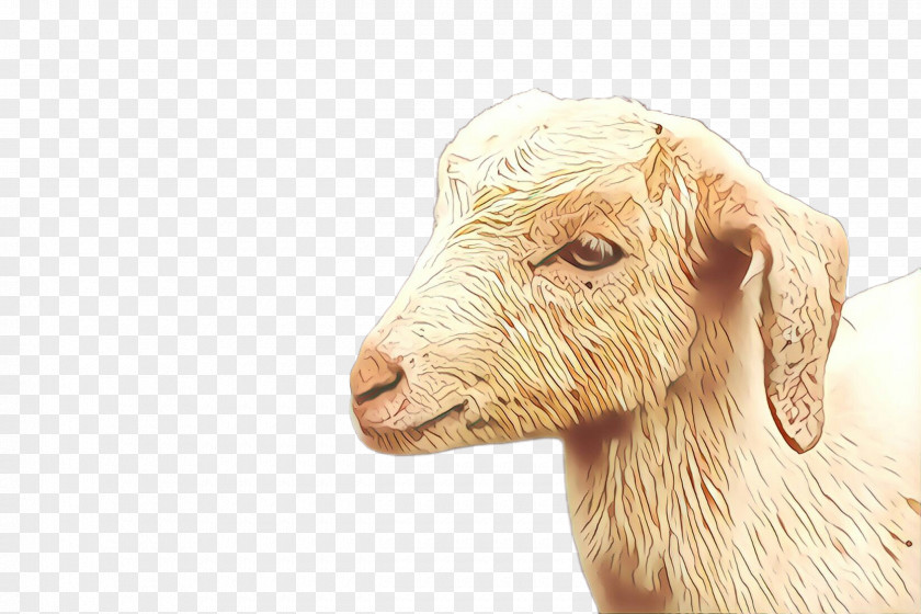 Livestock Goats Sheep GOAT Snout PNG