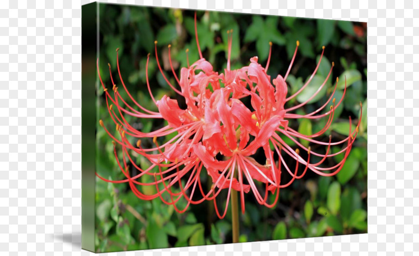 Painting Red Spider Lily Art Photography PNG