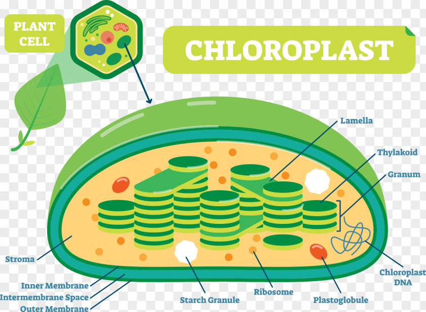 Plants Plant Structure Cell Chloroplast Diagram PNG