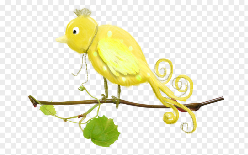 Spring Clipart Bird Parakeet Beak Fauna Feather Pet PNG