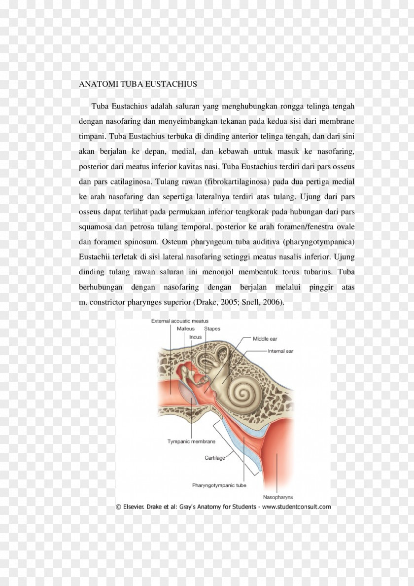 Tuba Eustachian Tube Anatomy Cartilage Palpation Ear PNG