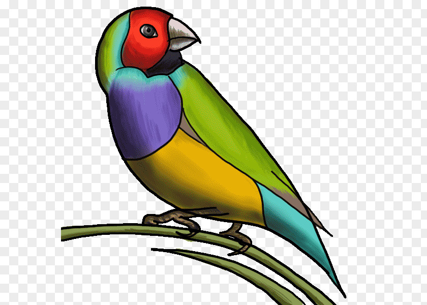Lovebird Finch PNG