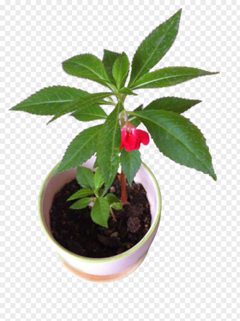 Potted Plant Impatiens Balsamina Houseplant PNG